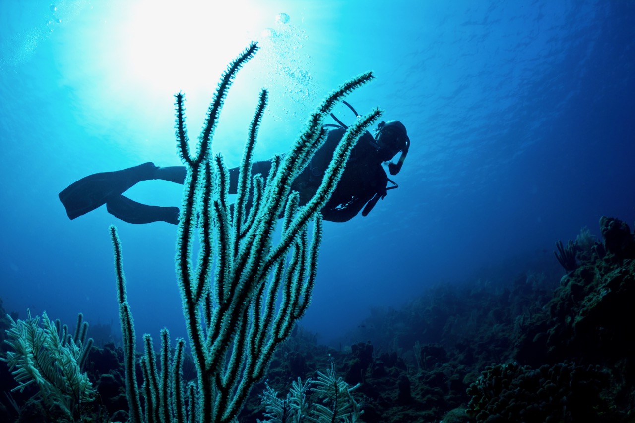 A silhouetted scuba diver swimming along a coral reef in Roatan, where you can find some of the best diving in the Caribbean