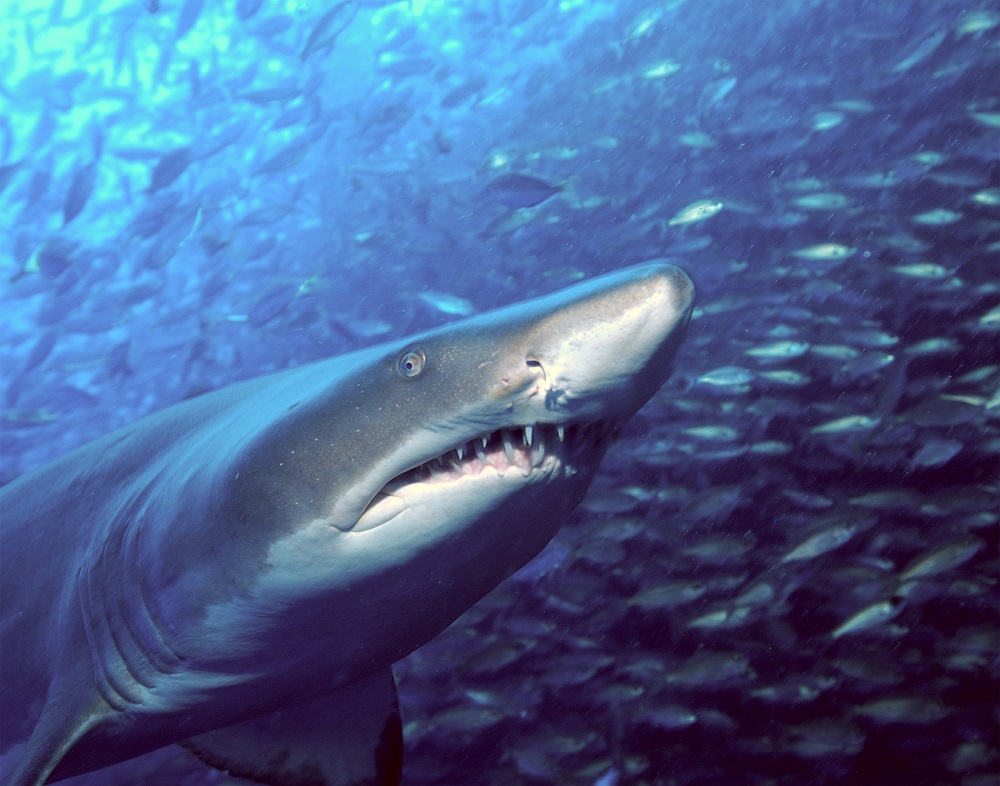 A close-up of a sand tiger shark, or ragged-tooth shark, which is a popular sighting during South Africa shark diving trips