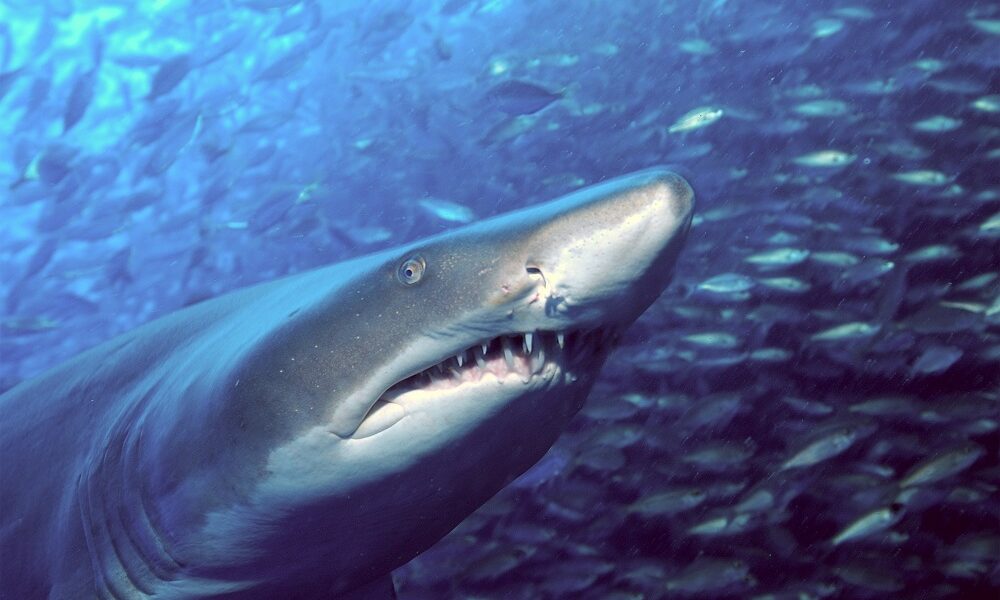 Diving on Aliwal Shoal, South Africa