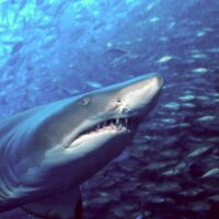 Tiger shark