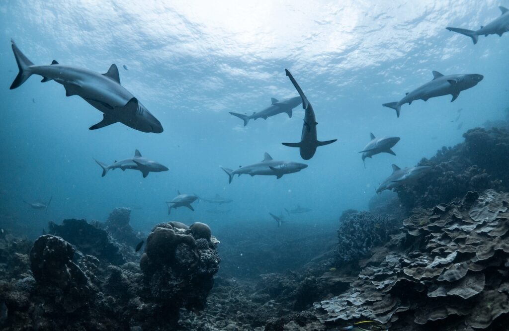 schooling grey sharks in australia, one of the best places to dive with sharks