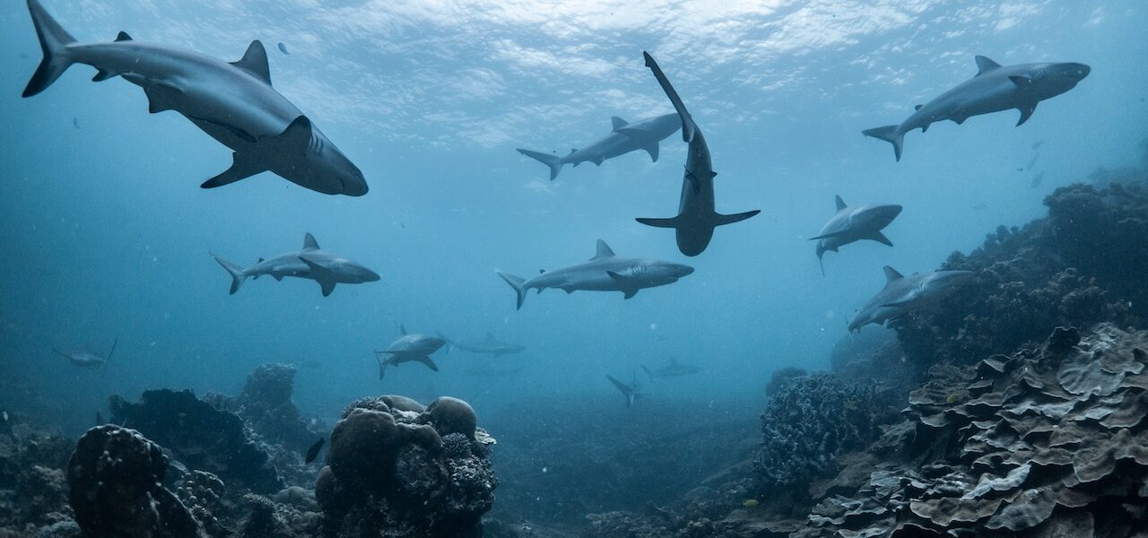 Les 15 meilleurs endroits pour faire de la plongée avec des requins