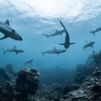 schooling grey sharks in australia, one of the best places to dive with sharks