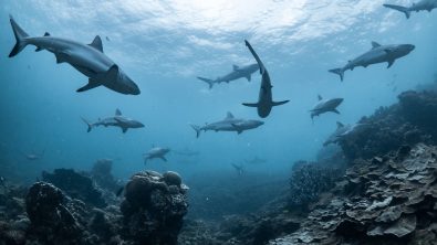 schooling grey sharks in australia, one of the best places to dive with sharks