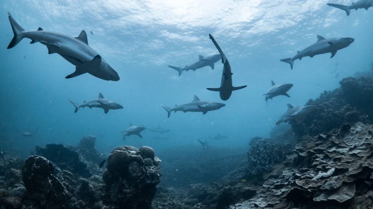 schooling grey sharks in australia, one of the best places to dive with sharks