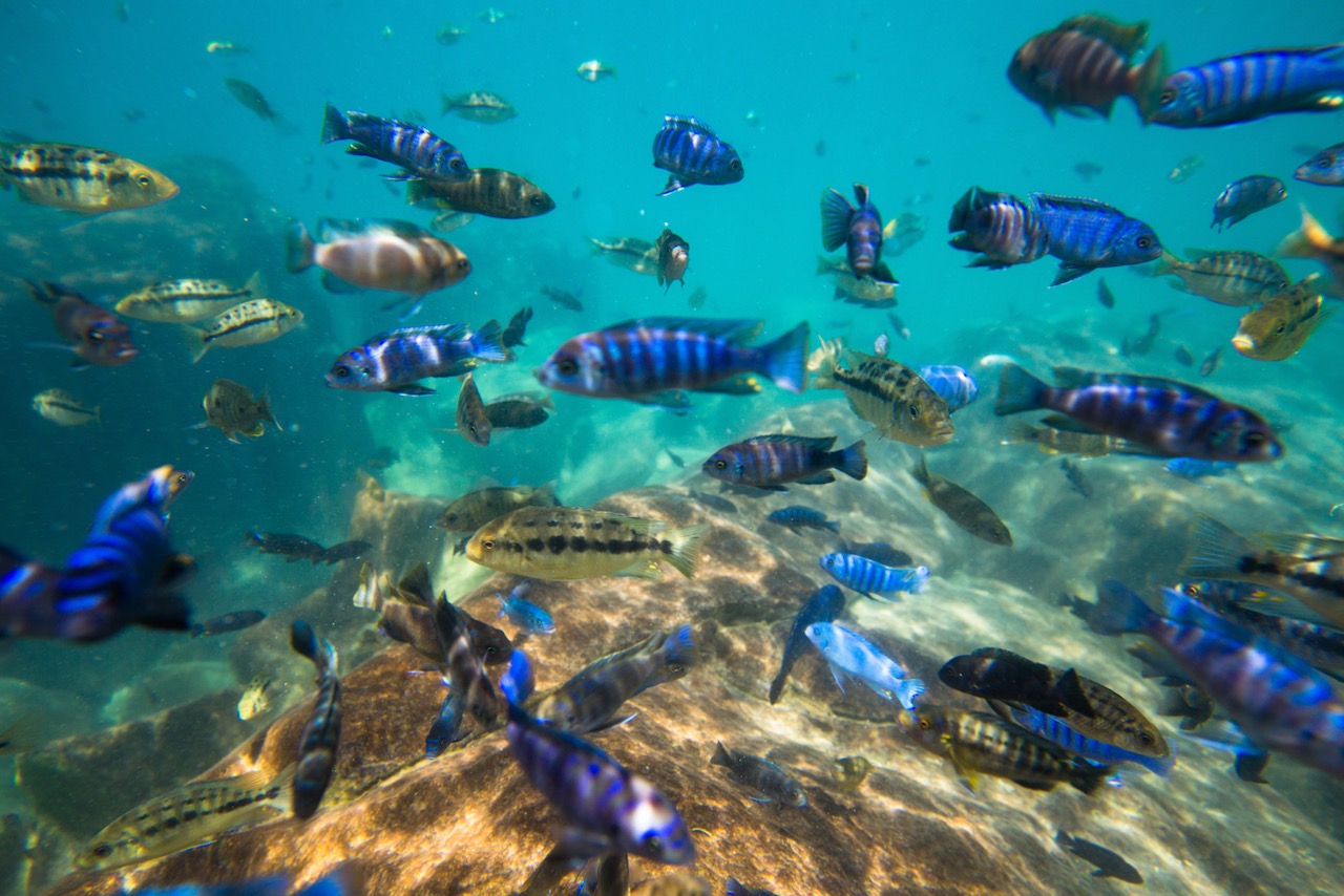 Underwater world of Lake Malawi - Malawi, Africa