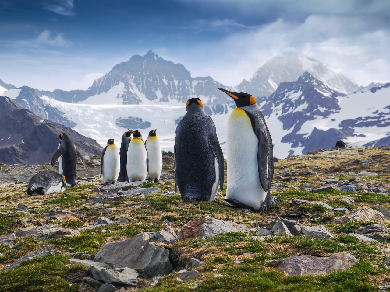 remote untouched islands south georgia island