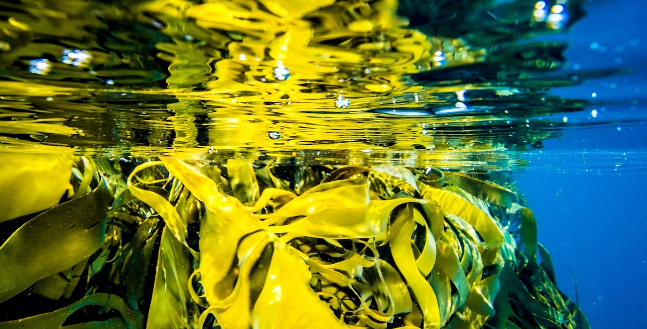 Hidden Dive Sites in Australia