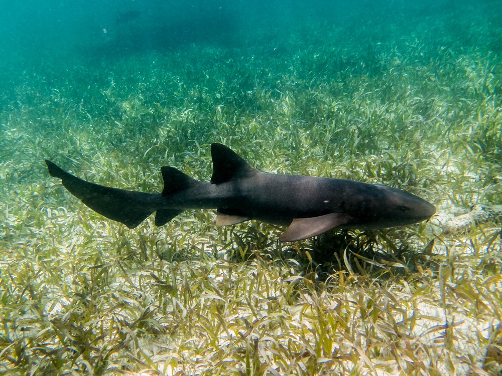 Le requin-renard – rencontrer, voir, observer, plonger, nager - Voyages  plongée Ultramarina