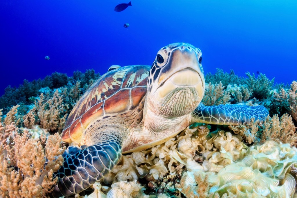 a sea turtle laying on a coral reef