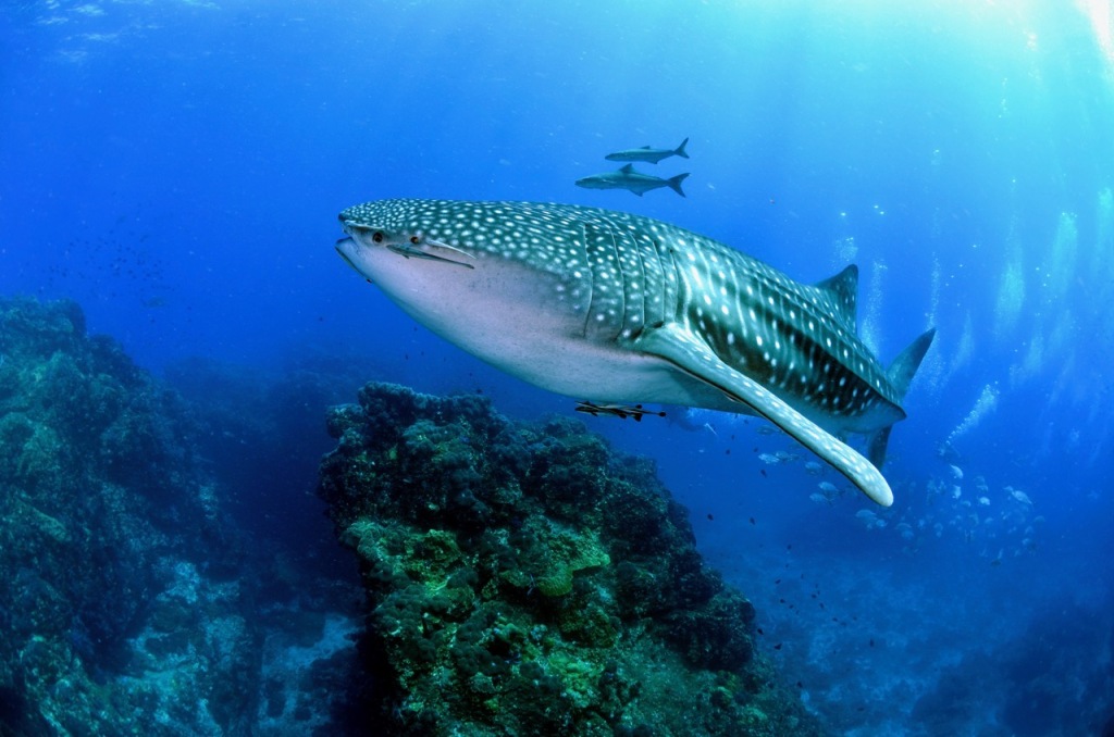 a whale shark cruising near to the camera provides a perfect