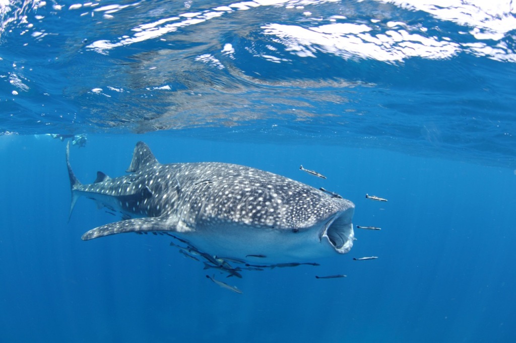 A whale shark swimming and feeding beneath the surface in the shallow, crystal clear waters of Costa Rica