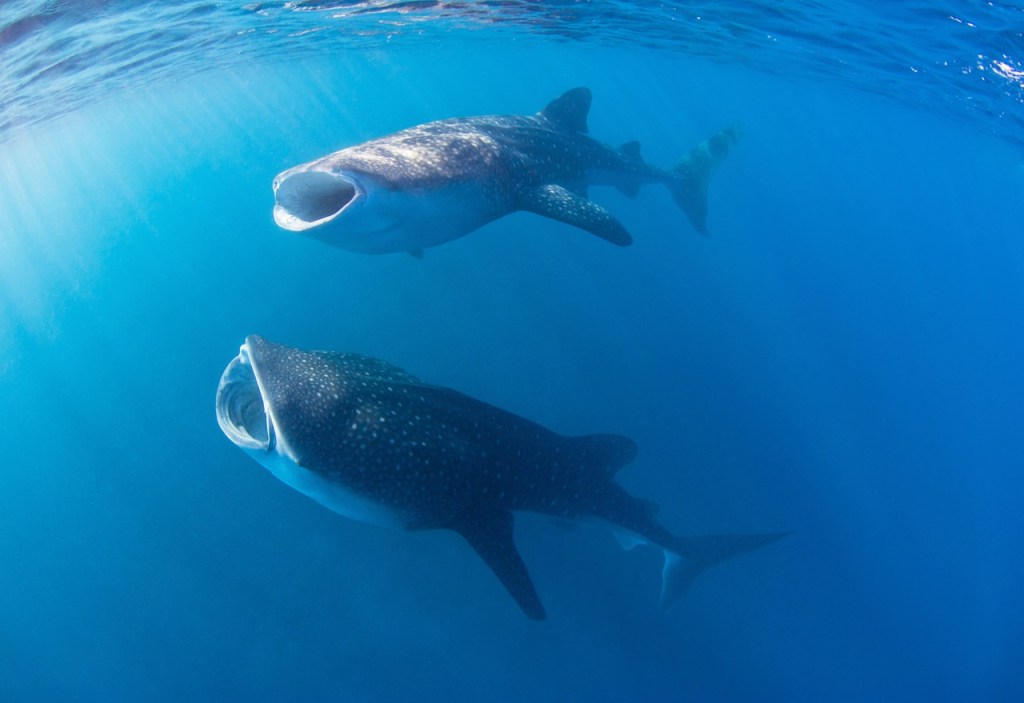 two whale sharks underwater