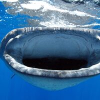Best location to dive with whale sharks