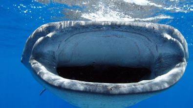 Best location to dive with whale sharks