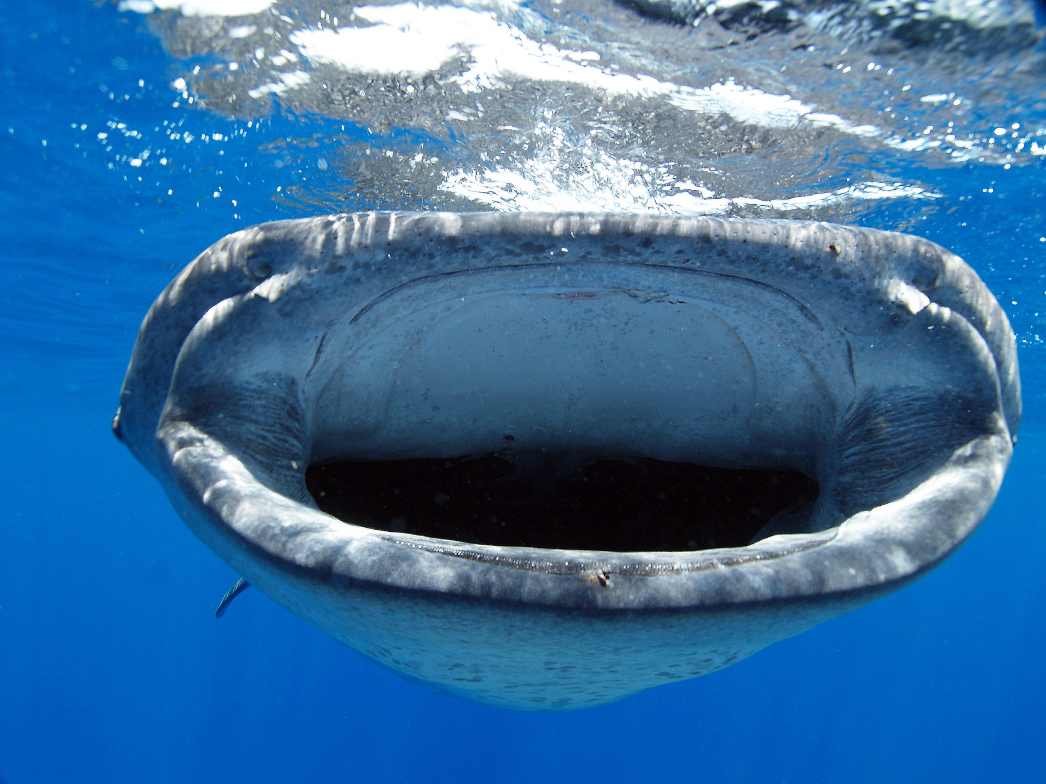 A close-up view of the inside of a whale shark's giant mouth, which they use to filter feed plankton and krill