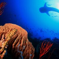 dream dives