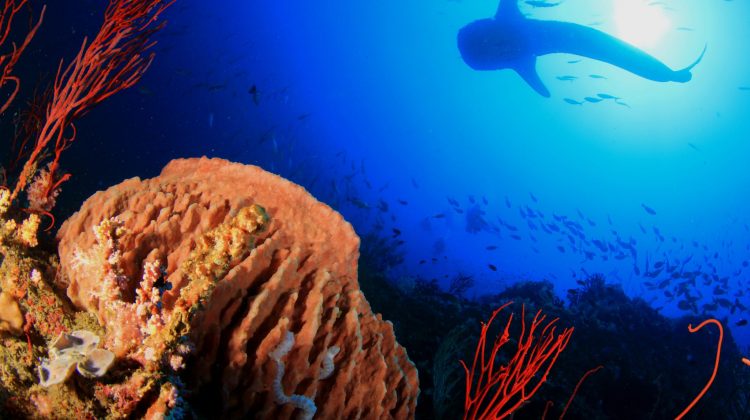 dream dives in Thailand