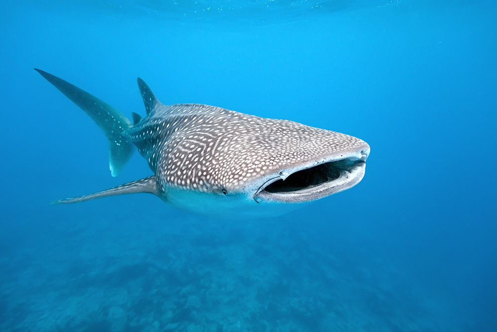 A giant whale shark swims through the blue ocean at Isla Mujeres, one of the best places to swim with whale sharks in Mexico