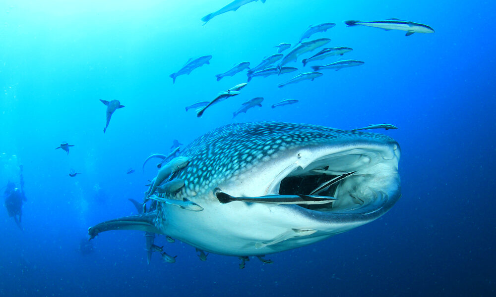 The World’s Best Big Animal Dives