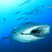 dream dives