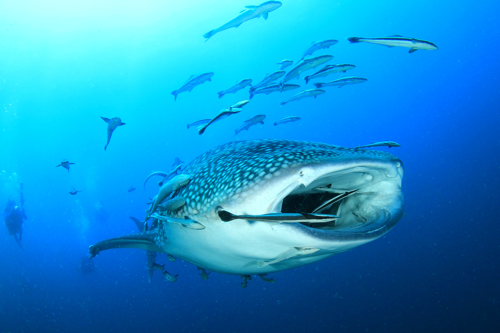 Top 10 Bucket List Marine Animals and Where to Dive with Them