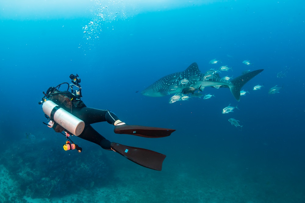 a scuba diver photographs a whale shark underwater