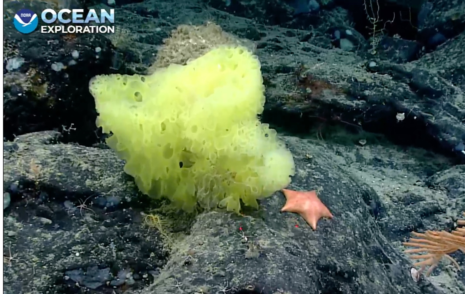 NOAA scientists found the doppelgangers for Spongebob and Patrick right next to each other.