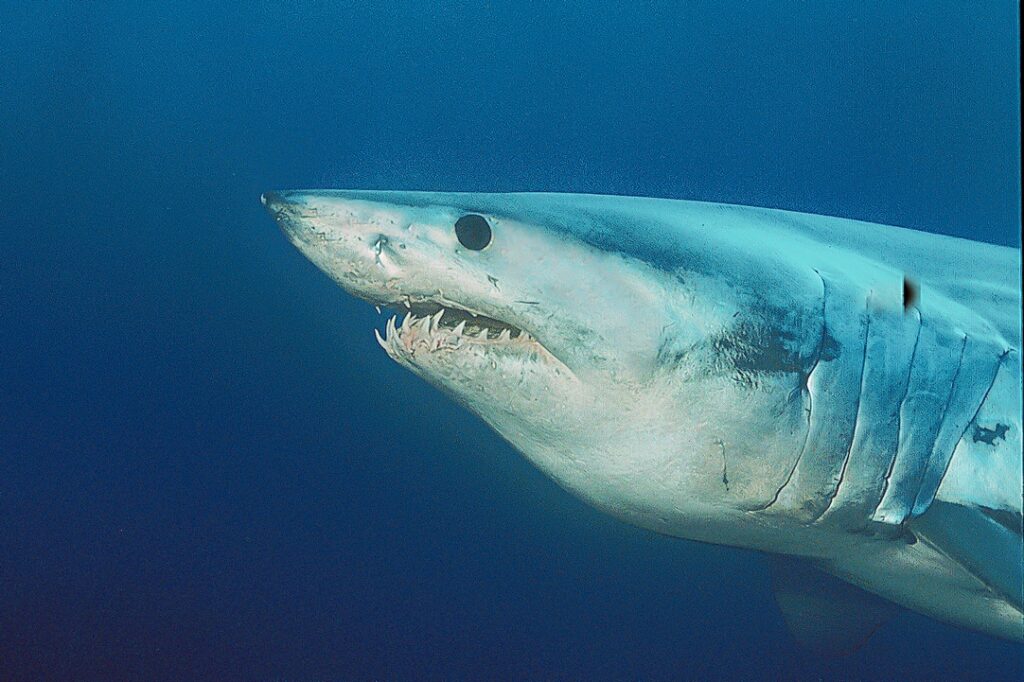 Torchbearers Like You Are Helping Save the Shortfin Mako