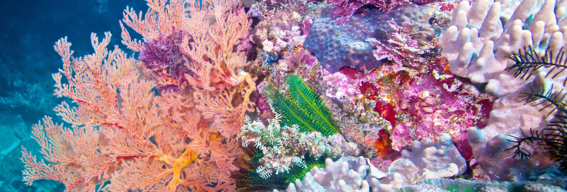 Coral Conservation: What is it and Where Can I Get Involved?