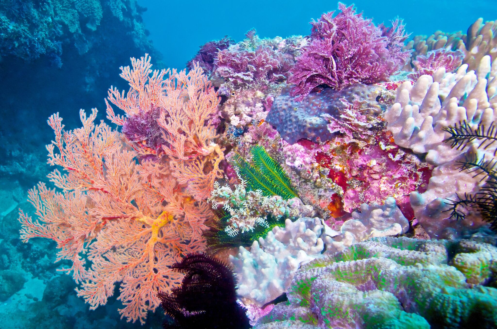 A vibrant coral reef in Taiwan