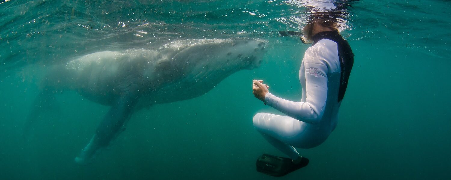 PADI火炬手2022年度海洋生物潜水探险￼