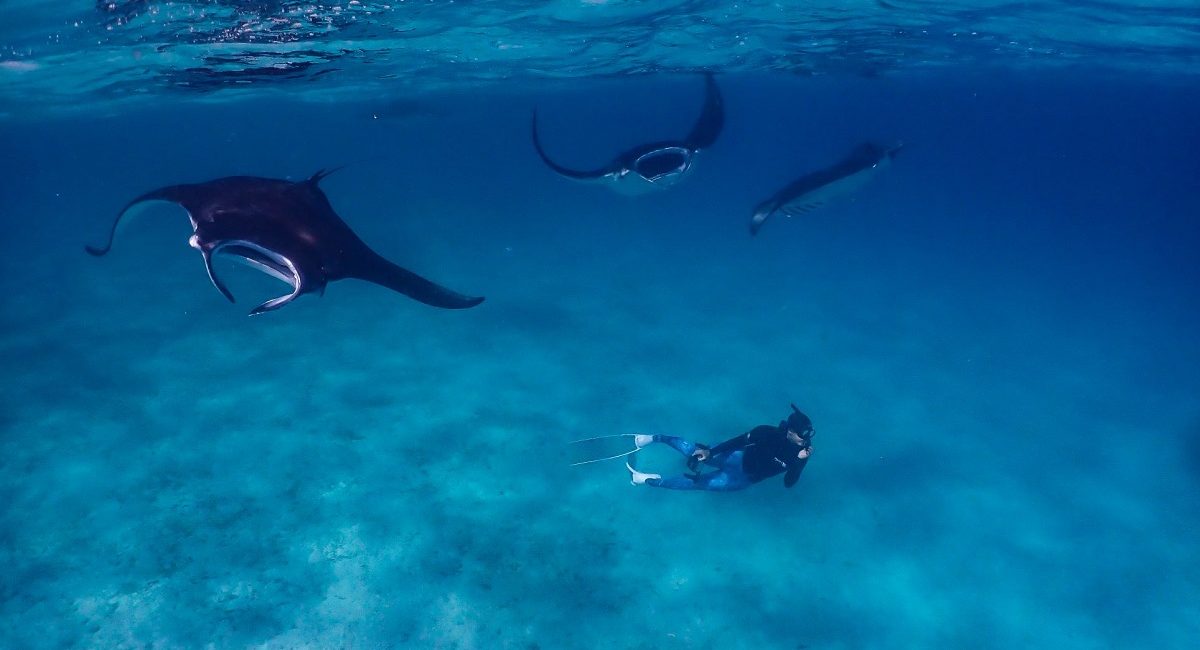 The Mantas of the Maldives