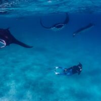 A scientist freedives below three reef manta rays in the Maldives