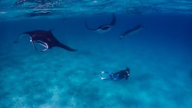 A scientist freedives below three reef manta rays in the Maldives