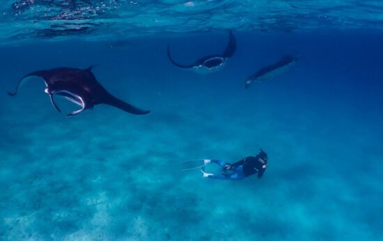 A scientist freedives below three reef manta rays in the Maldives