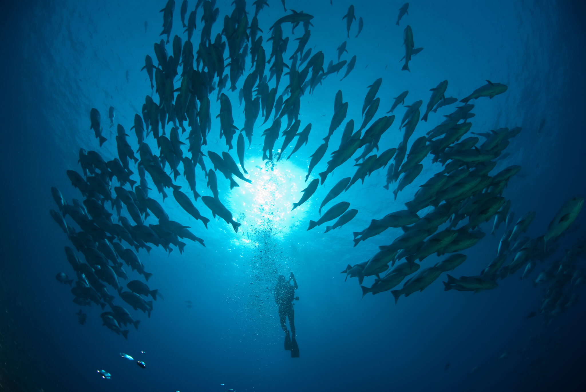 diving in sharm el sheikh sinai egypt