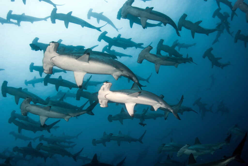 This image has an empty alt attribute; its file name is Hammerheads_PADI_Shutterstock-1024x686.jpg