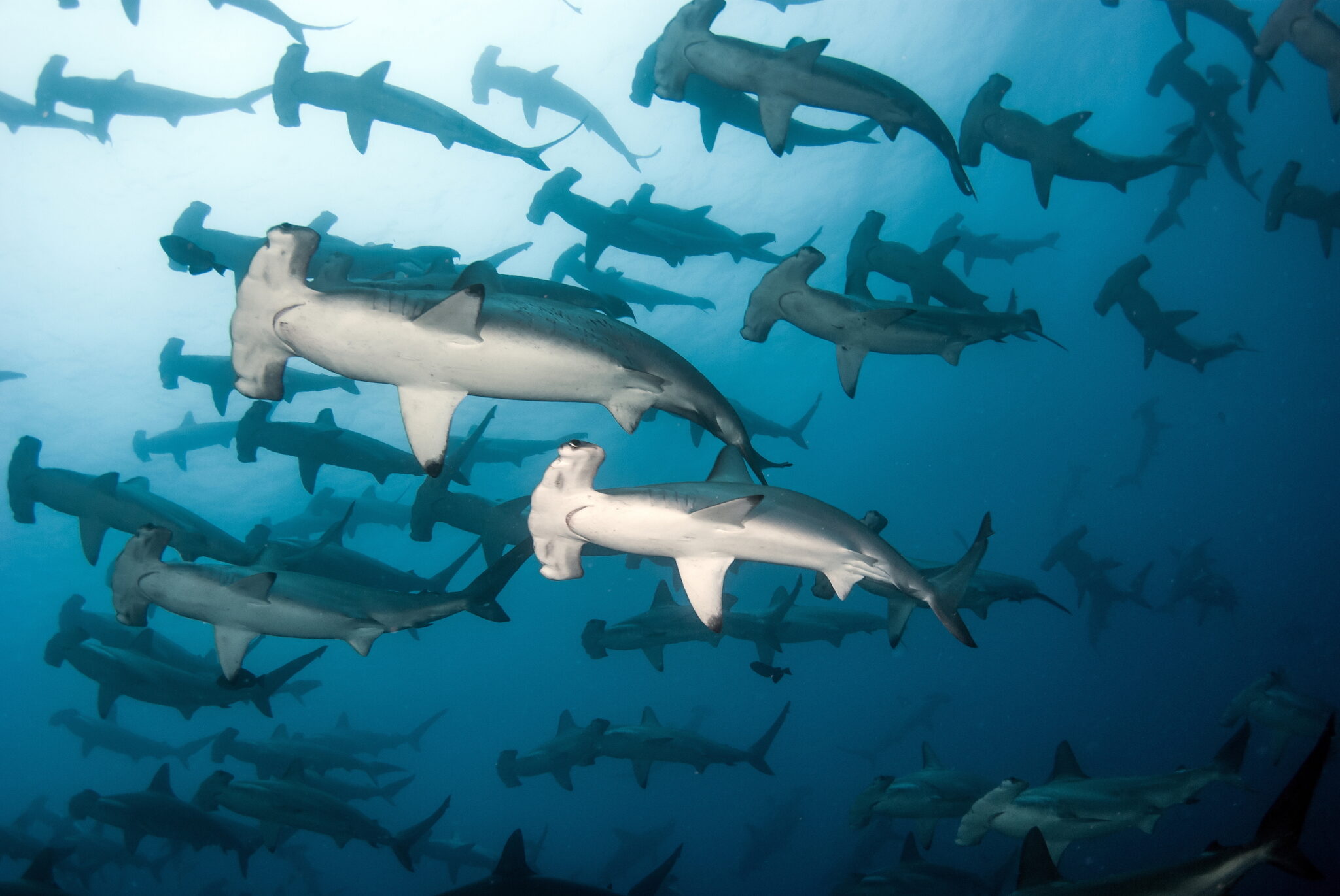 A group of hammerheads swim together in deep blue water
