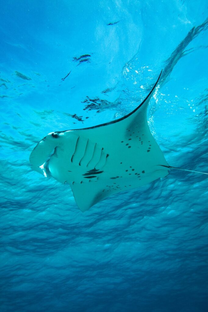 A reef manta ray glides at the ocean's surface. It's belly spots can be seen.