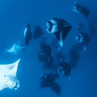 More than a dozen manta rays swim in a tight group in the Maldives