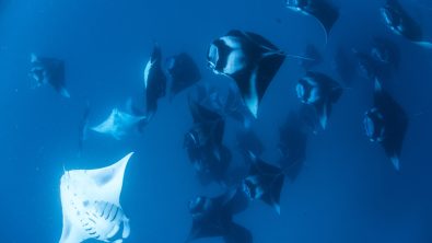 More than a dozen manta rays swim in a tight group in the Maldives