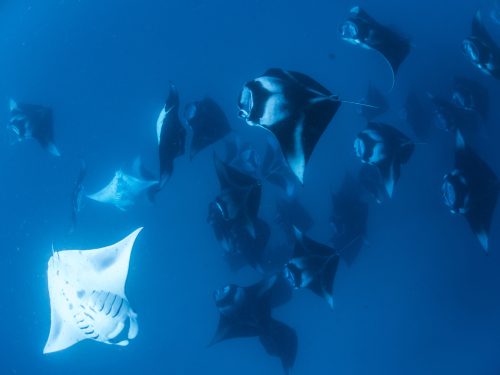 More than a dozen manta rays swim in a tight group in the Maldives
