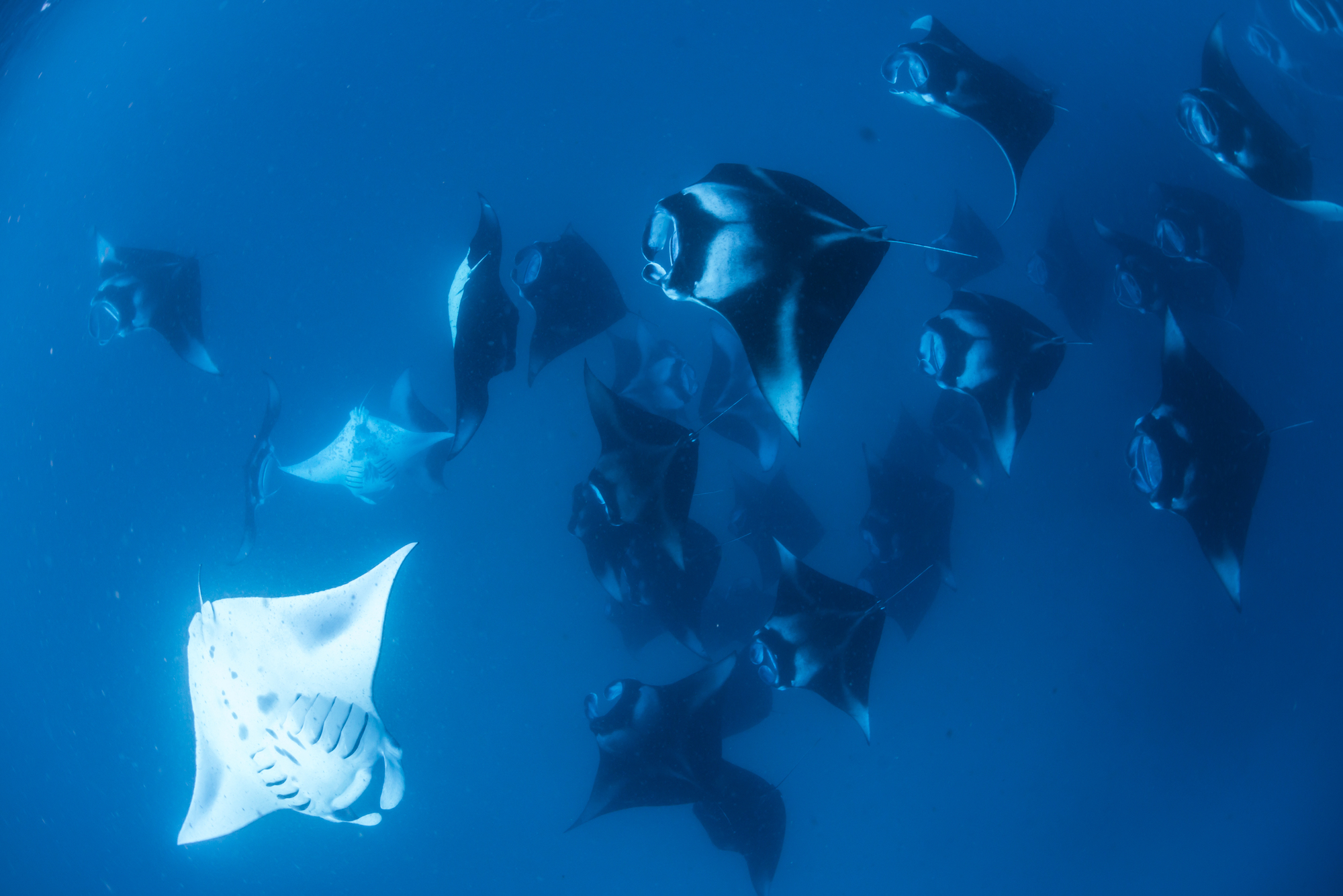 Diving with mata rays in the Maldives
