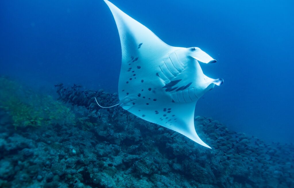 A manta shows its belly spots while swimming over a popular cleaning station in the Maldives