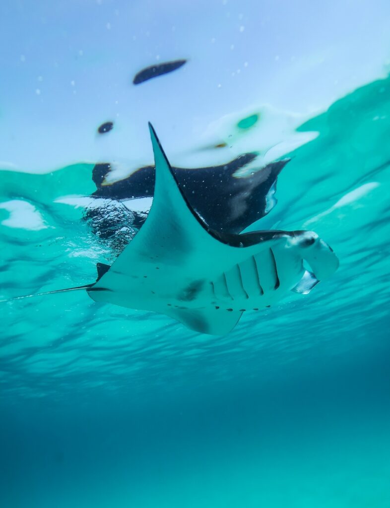 Lulu the reef manta ray swims at the water's surface