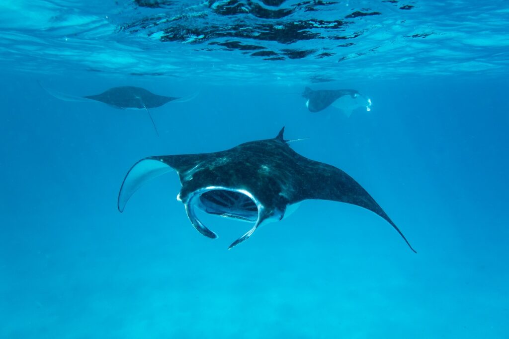 Reef mantas in the Maldives swim at the surface while feeding.