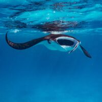A reef manta in the Maldives swims at the surface while feeding
