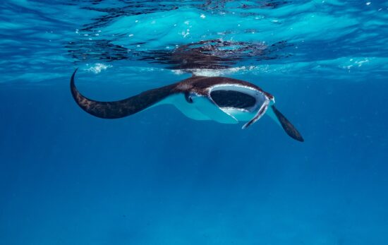 A reef manta in the Maldives swims at the surface while feeding