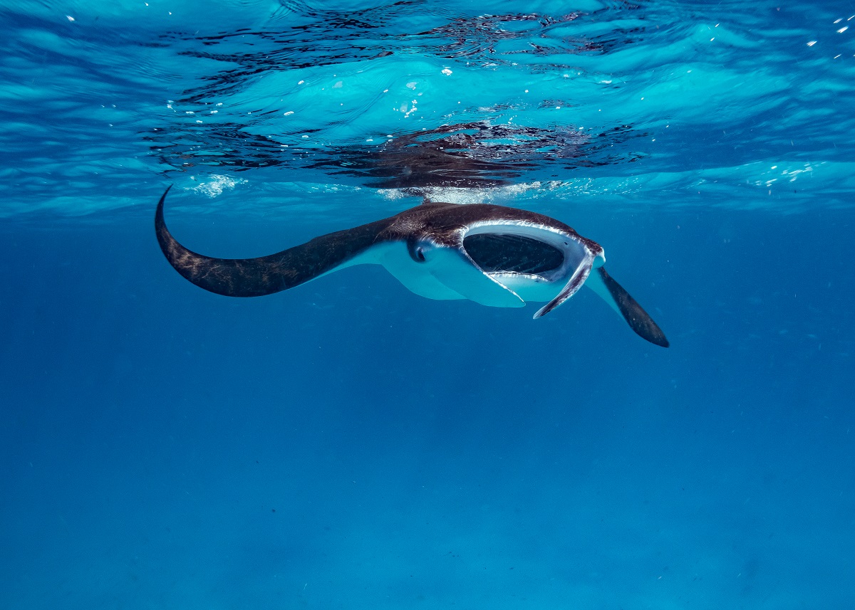 A reef manta ray swims at the surface while feeding in the Maldives, one of the best scuba diving destinations for megafauna